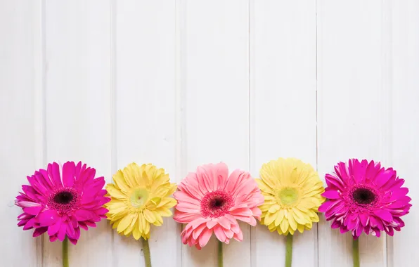 Picture flowers, yellow, pink, chrysanthemum, yellow, pink, flowers, spring