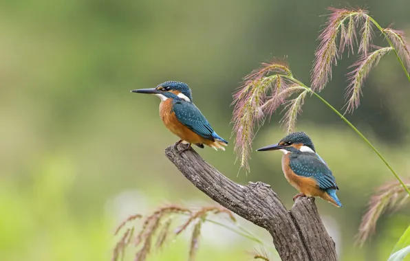 Bird, beak, Chicks, Kingfisher