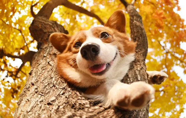 Autumn, language, look, face, leaves, joy, branches, pose