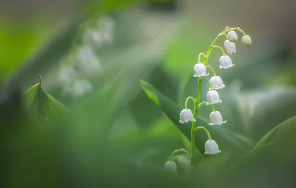 Leaves, flowers, blur, spring, white, lilies of the valley, bokeh