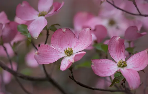 Macro, flowers, branches, spring, pink, flowering, dogwood