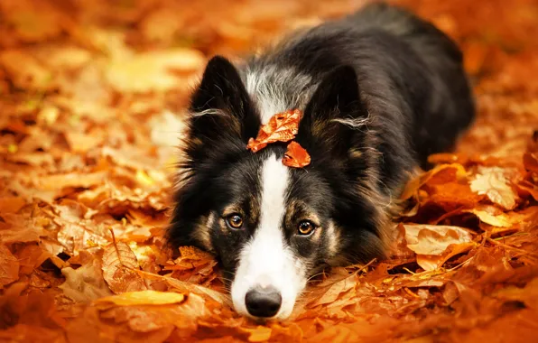 Autumn, look, pose, glade, foliage, portrait, dog, lies