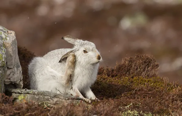 Nature, hare, rabbit, Whitey