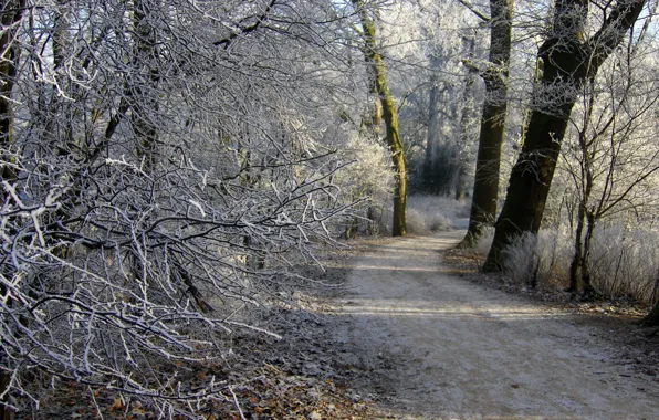 Picture frost, forest, Winter, path