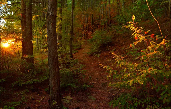 Autumn, Trees, Forest, Trail, Autumn, The Rays Of The Sun, Forest, Trees