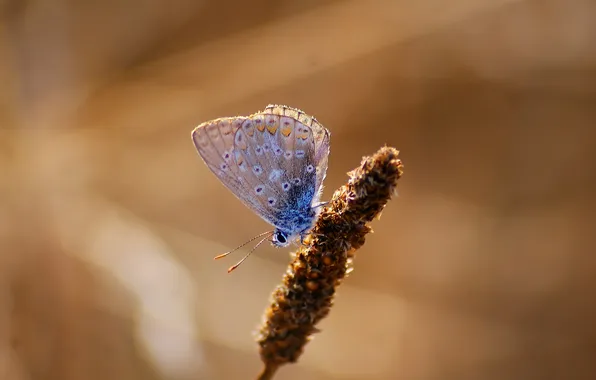 Butterfly, insect, bokeh