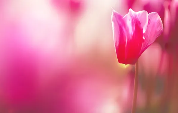 Macro, flowers, background