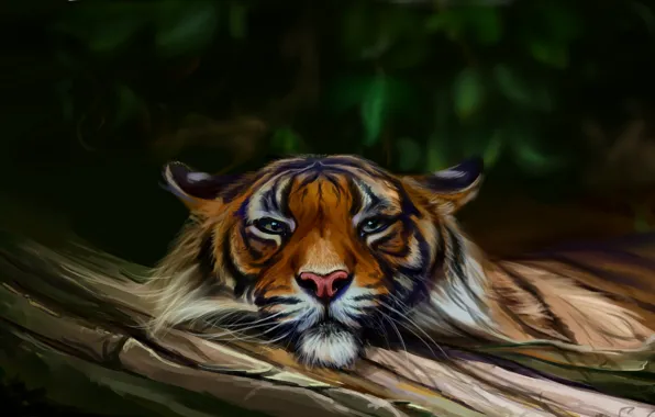 Nature, tiger, by SalamanDra-S