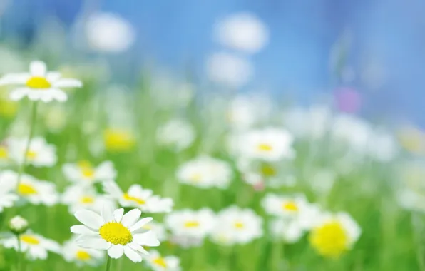 Field, macro, rays, light, flowers, chamomile, garden, Daisy