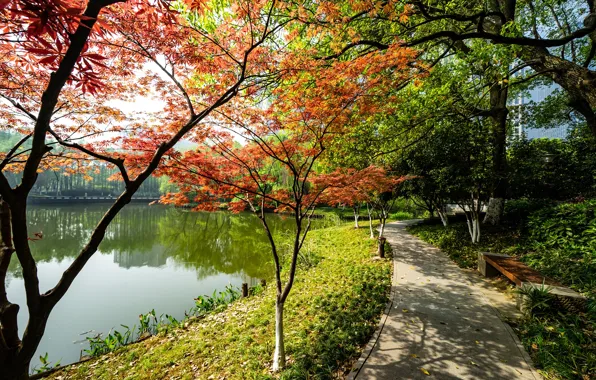 Autumn, the sun, trees, pond, Park, Japan, shop, track