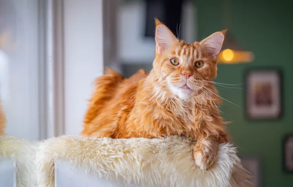 Cat, cat, look, face, room, window, red, lies