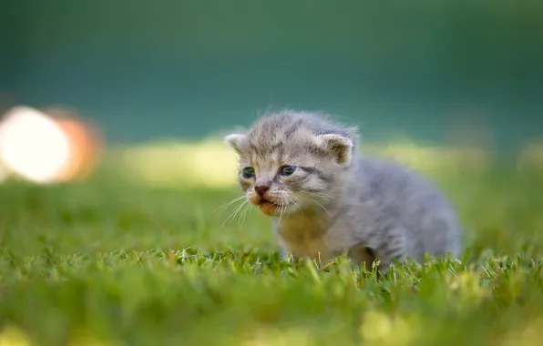 Grass, baby, kitty, bokeh