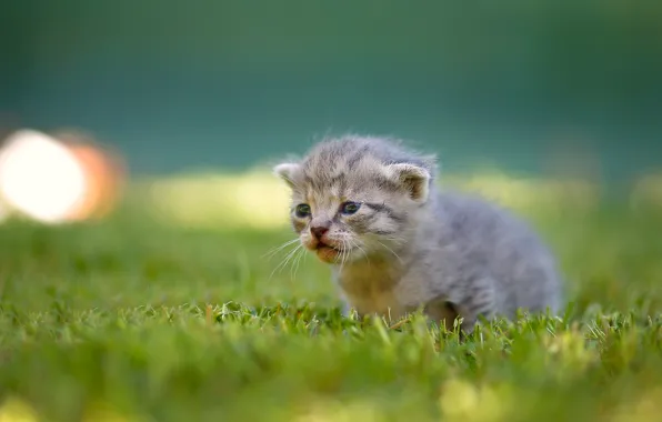 Picture grass, baby, kitty, bokeh