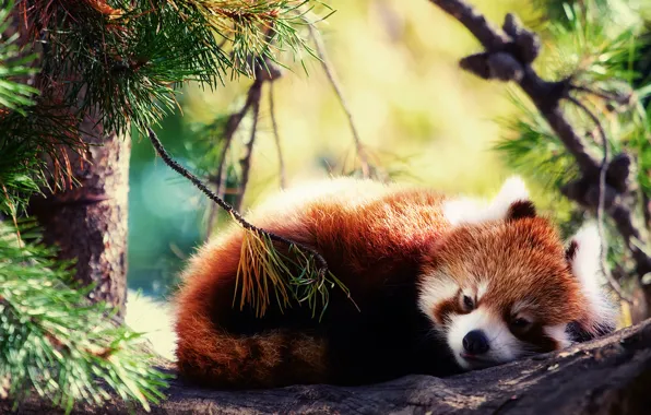 Picture sleeping, red Panda, Firefox