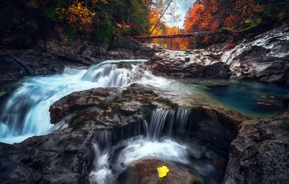 Autumn, forest, river