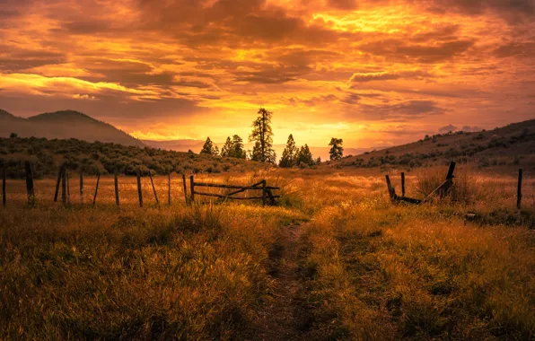 Picture field, summer, the sky, grass, trees, sunset, nature, hills