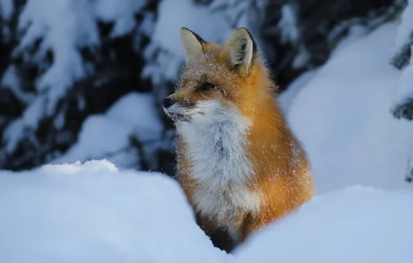 Winter, snow, Fox, beauty, the snow, red