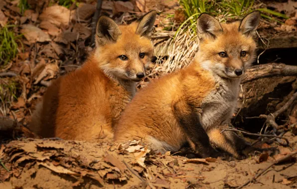 Pair, Fox, cubs, two Fox