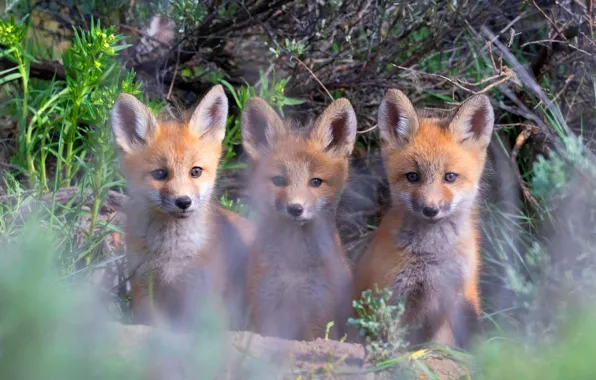 Branches, nature, Fox, red, trio, bokeh, sitting, faces