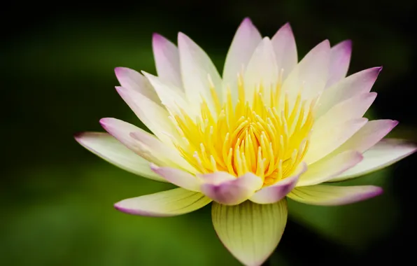 Picture flower, yellow, Lotus, Lily, water Lily