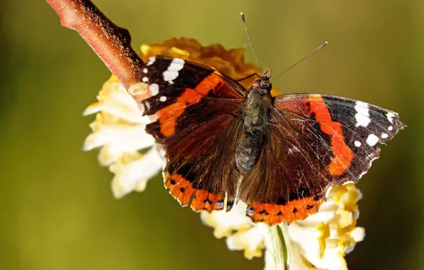 Wallpaper Macro Butterfly Flowers Orange Insects Branches Nature Green For Mobile And