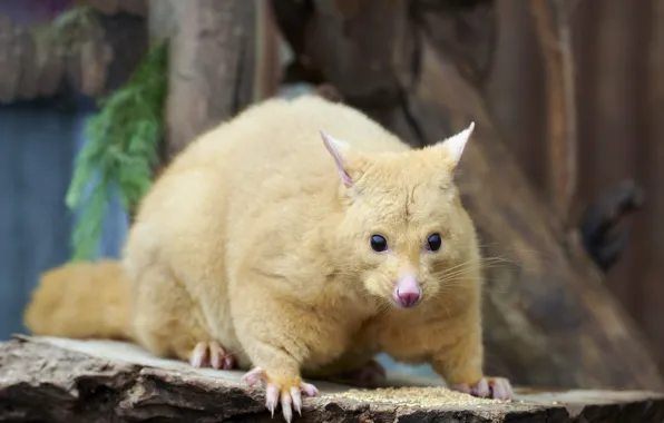 Look, tree, face, zoo, possum, marsupials, golden possum