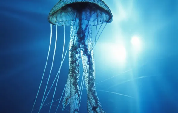Picture underwater, Pacific Ocean, Jellyfish
