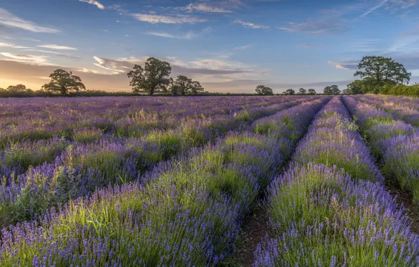 Wallpaper trees, field, lavender