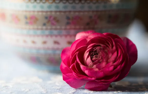 Flower, Bud, Pink, Ranunculus
