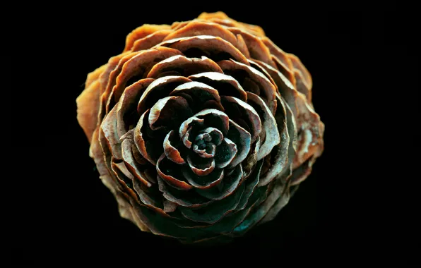 Picture macro, spruce, bumps