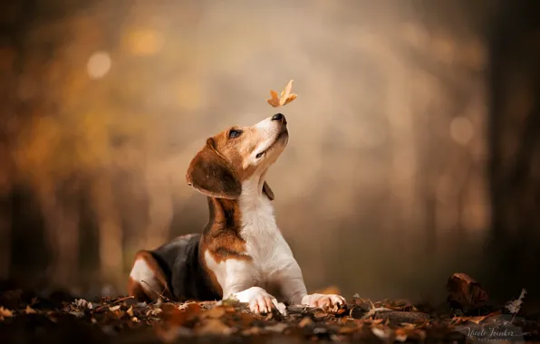 Autumn, nature, dog