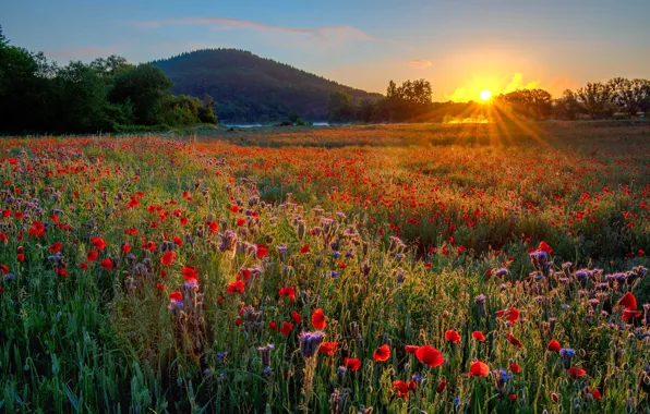 Field, summer, the sky, landscape, flowers, nature, Maki, meadow