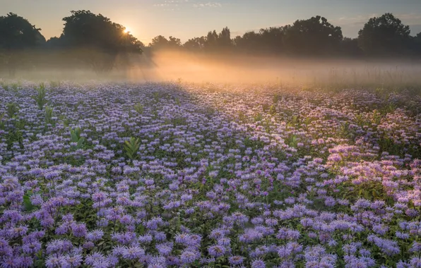 Picture field, landscape, flowers, nature, morning