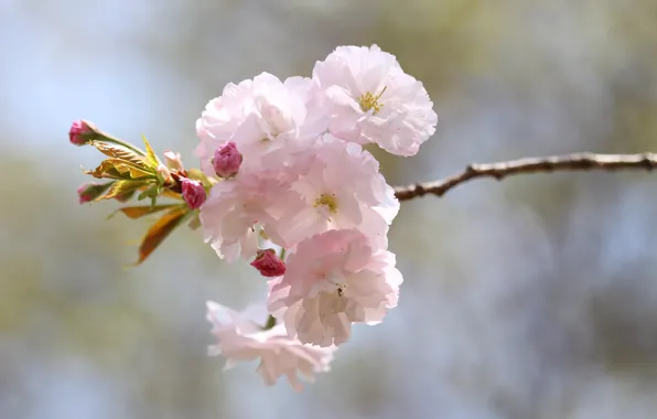 Leaves, light, flowers, background, branch, spring, Sakura, flowering