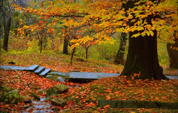 Autumn, Trees, Park, Fall, Foliage, Park, Autumn, Trees