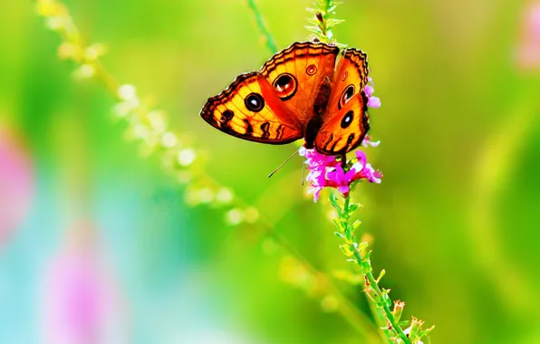 Picture flower, summer, color, nature, butterfly, bright, insect