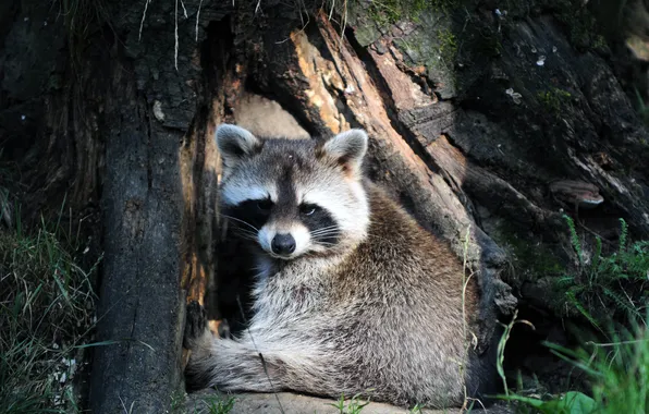 Picture the sun, tree, stay, raccoon