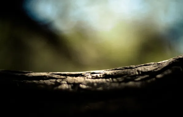 Picture macro, focus, blur, trunk, bark