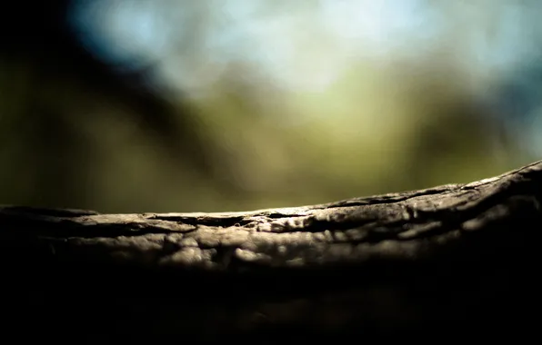 Macro, focus, blur, trunk, bark