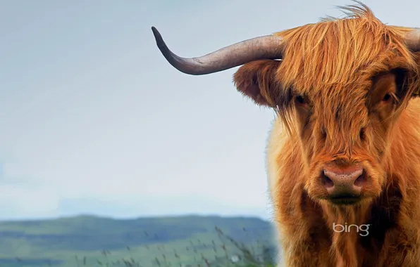 Cow, Scotland, horns, Isle of Skye