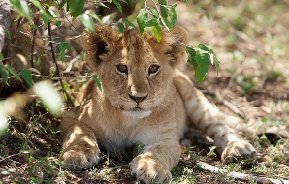 Grass, look, branches, stay, shadow, Leo, cub, kitty