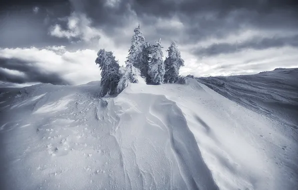 Picture snow, the snow, tree