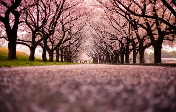 Picture the city, street, Cherry Blossom Snow