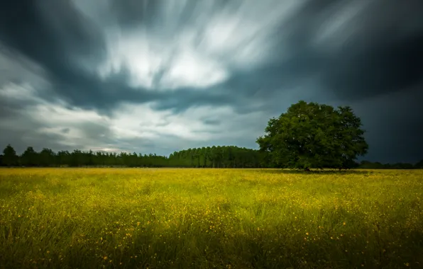Picture storm, forest, clouds, tree, field of flowers