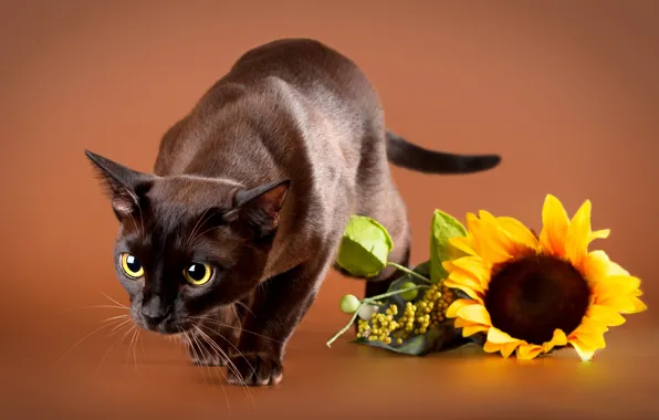 Cat, cat, look, pose, sunflower, brown background, Siamese
