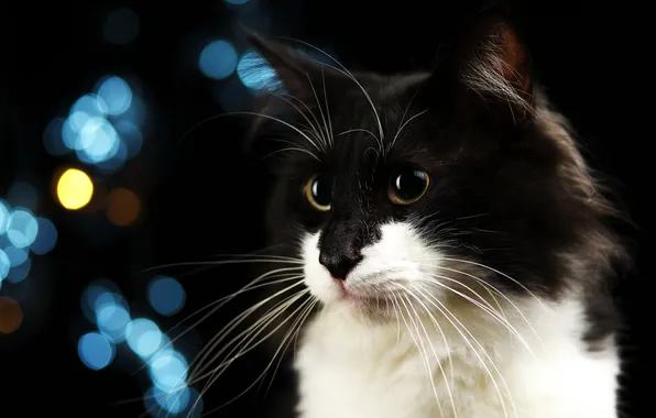 Cat, cat, mustache, look, pose, black and white, portrait, black background