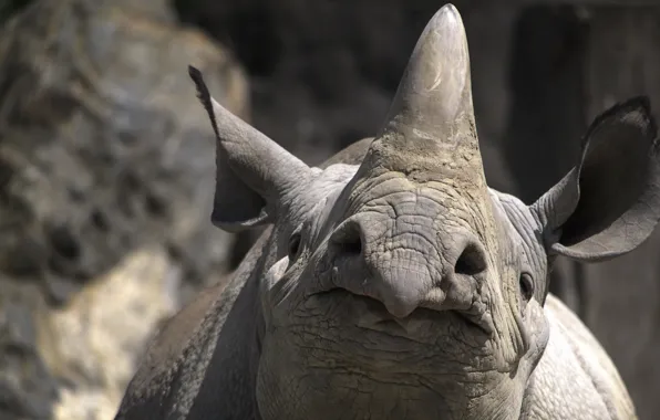 Picture nature, background, Rhino