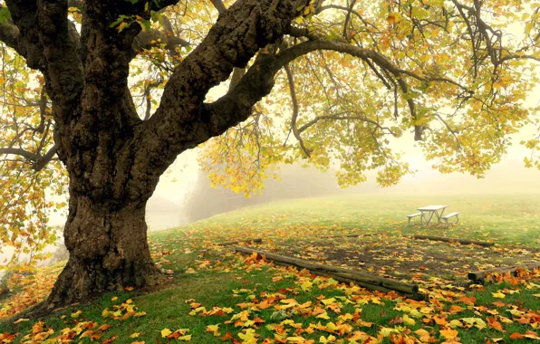 Picture autumn, fog, Park, tree