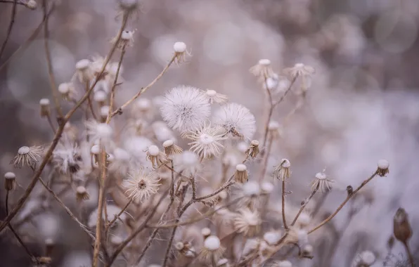 Cold, sadness, Bush, shrub, pale pink