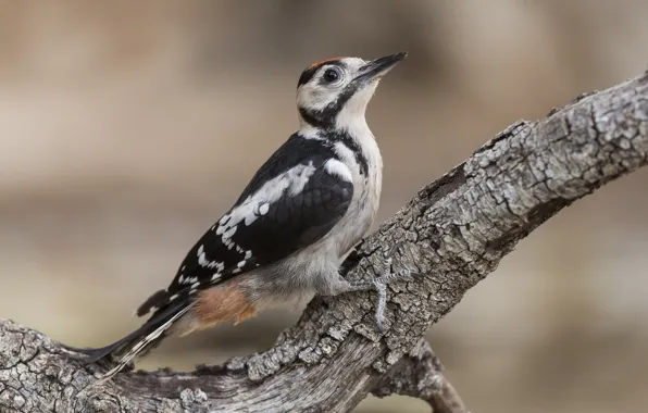 Nature, bird, woodpecker